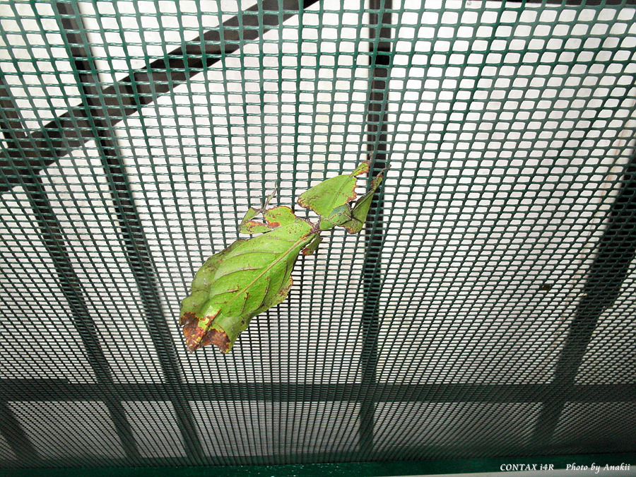 06.01.11.InsectsFarm.LeafInsect3.jpg