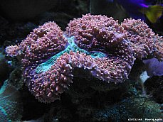 06.01.18.ScienceCentre.Coral1.jpg