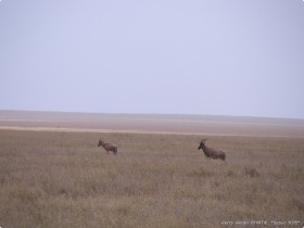 0815_Serengeti.jpg