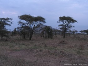 0816_Serengeti-1.jpg