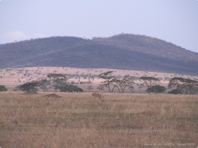 0816_Serengeti-18.jpg