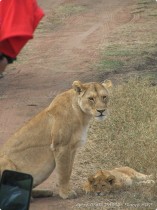 0816_Serengeti-26.jpg