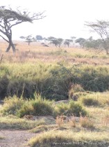 0816_Serengeti-6.jpg