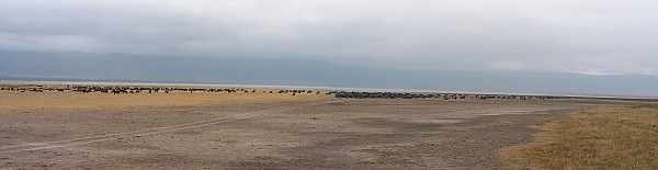 0817_Ngorongoro-GNU.jpg